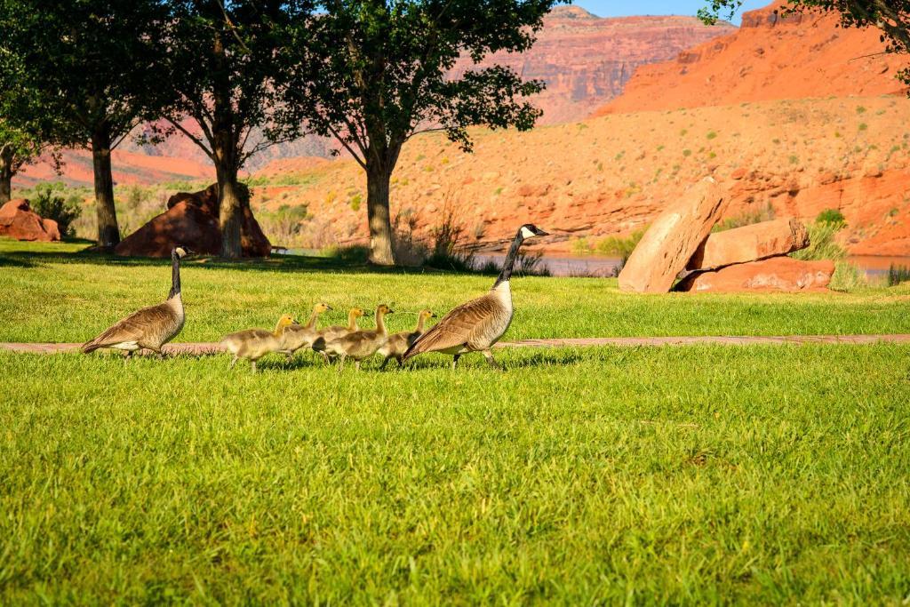Sorrel River Ranch & 4* Moab