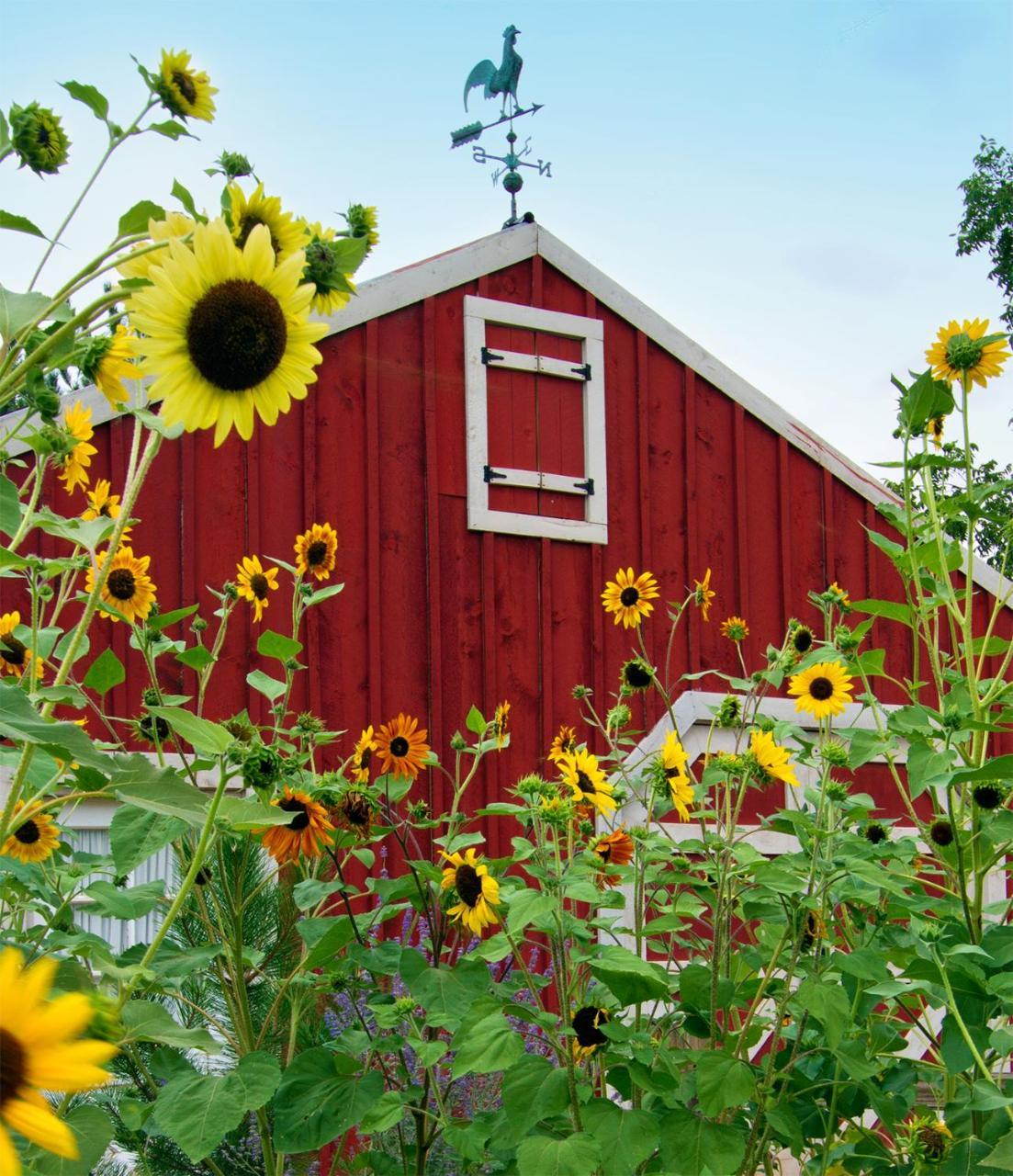 Sunflower Hill