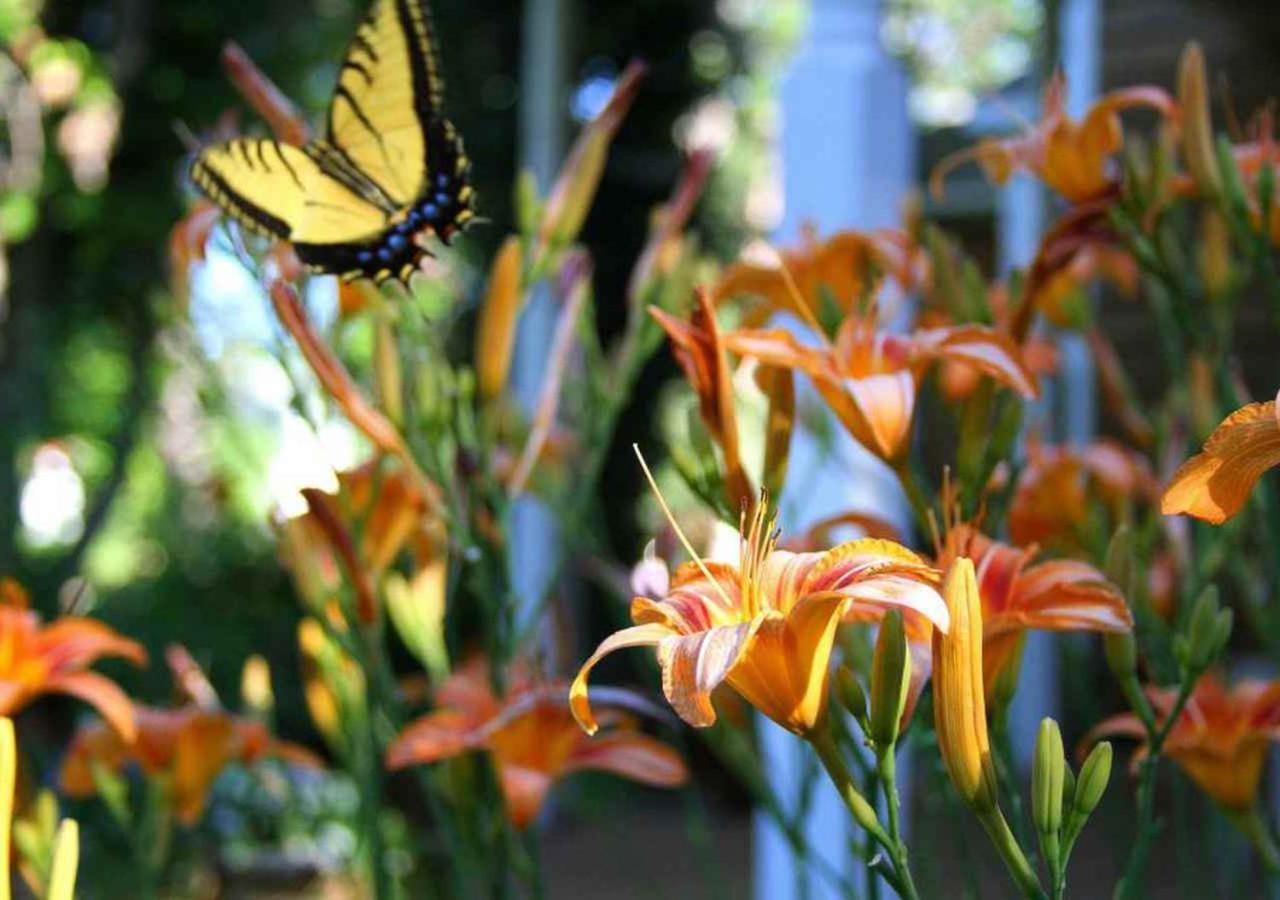 Sunflower Hill Bed & Breakfast *
