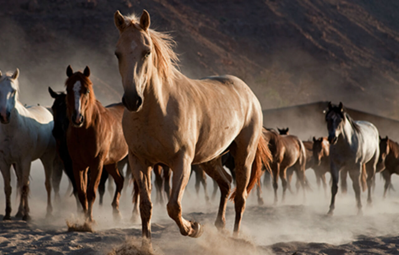Red Cliffs Lodge